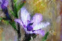 Impressive Lilac