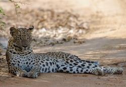 A Leopardess' Pose