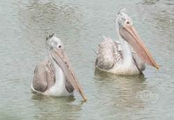 Pelican Duo thumb