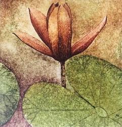 Beautiful Lotus thumb