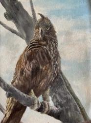Hawk Eagle thumb