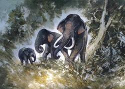 Elephants in the Wild