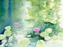 Floating Pink Water Lilies