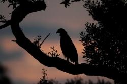Eagle at Dawn